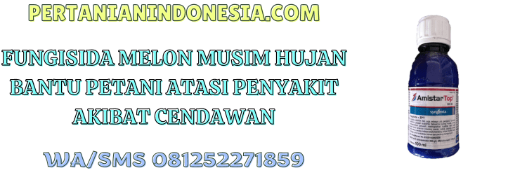 fungisida,melon,musim,hujan,pertanian indonesia